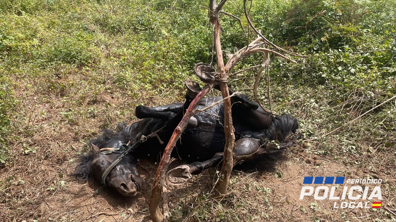 La Policía Local de Vilagarcía rescata a un caballo en estado crítico en la rúa Extrema