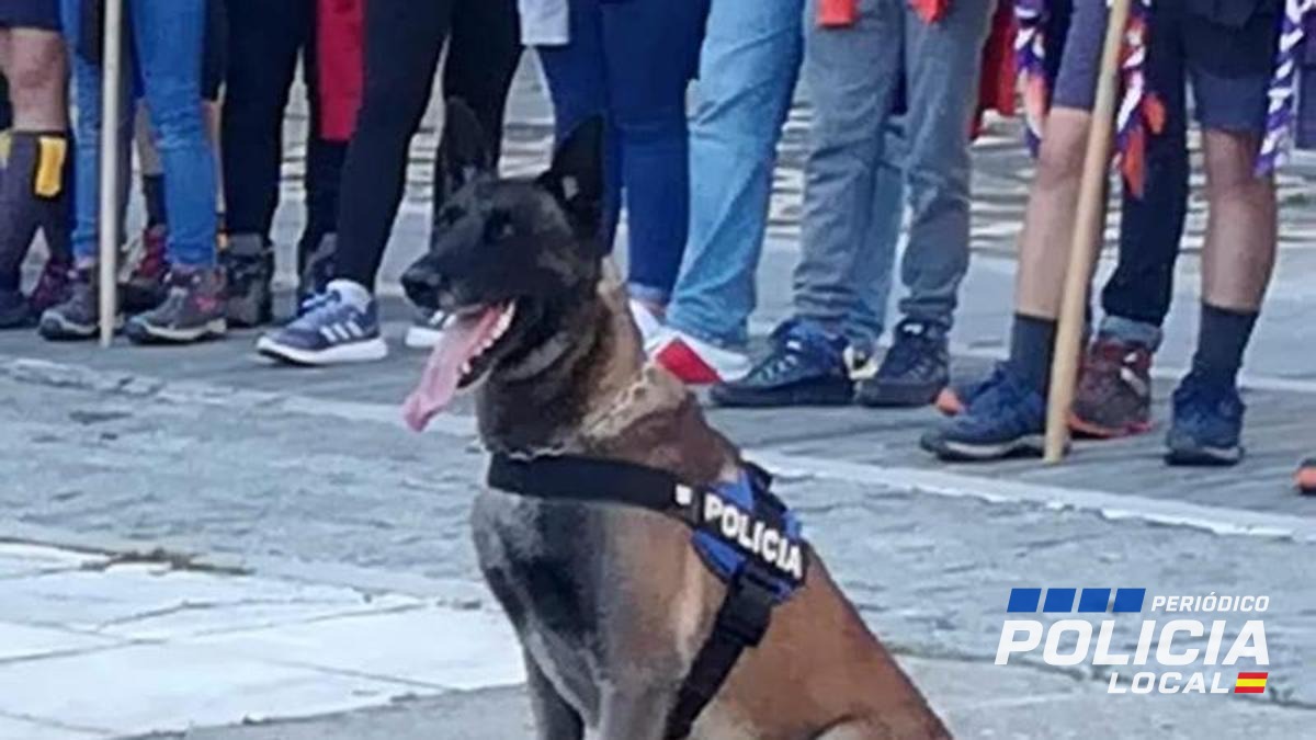 La Policía Local de Plasencia despide a Urko, uno de sus perros más conocidos