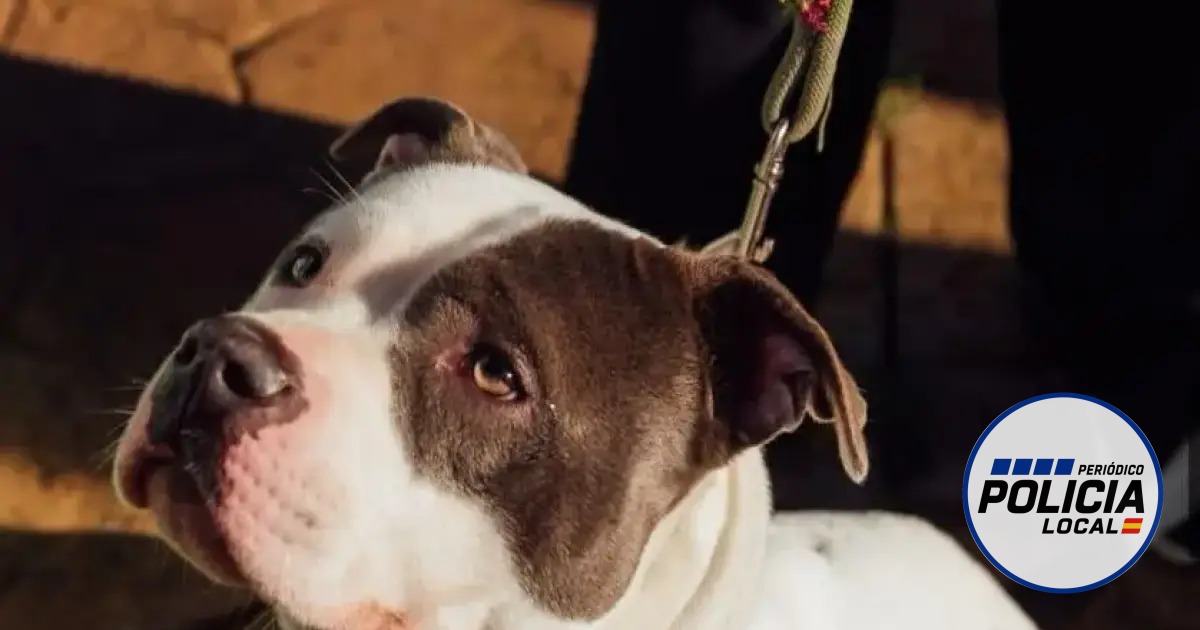 La Policía Local de Bunyola multa a la víctima del american bully por carecer de licencia PPP