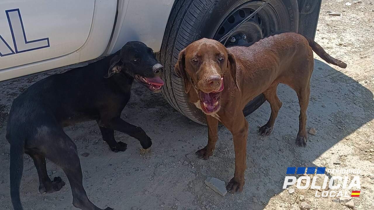 La Policía Local de Balanegra rescata a dos perros en la A-7, uno atado al quitamiedos