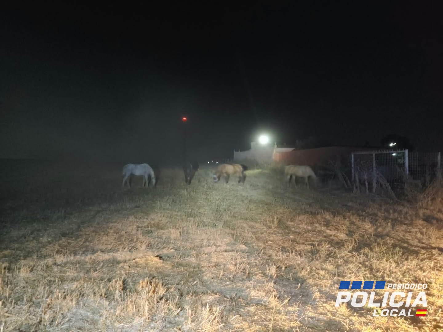 Cuatro caballos sueltos obligan a intervenir a la Policía Local de Almonte